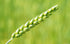 Green Wheat Diamond Painting Kit