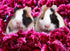 Guinea pigs & Flowers