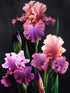 Iris Diamond Painting Kit