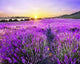Lavender Fields Paint by Diamonds