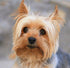Lhasa Apso Diamond Painting