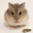 Little Hamster Diamond Painting