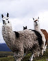 Llamas - Diamond Painting Kit