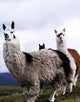 Llamas Paint by Diamonds