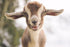 Lovely Little Goat DIY Painting