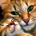 Mother Cat & Baby Cat