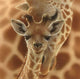 Giraffe Full Drill Painting Kit