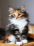 Norwegian Forest Cat Diamond Painting