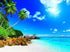 Palm Trees & Blue Ocean