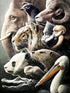 Pelican & Herd of Animals