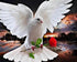 Pigeon with Red Rose