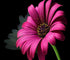 Pink Daisy DIY Painting Kit