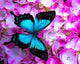 Pink Flowers & Blue Butterfly Paint by Diamonds