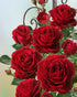 Pretty Red Roses Diamond Painting