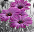 Purple Gerber Daisies Painting Kit