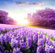 Purple Lavender Fields Diamond Painting