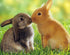 Rabbits Pair DIY Painting