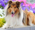 Rough Collie Diamond Painting