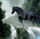Running Black Horse