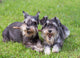 Schnauzer Lady & the Tramp Dogs