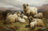 Sheep in the Highlands