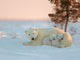 Snow Bear with Cubs Diamond Painting
