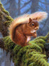 Squirrel in the Forest
