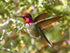 Stunning Humming Bird - Paint by Diamonds