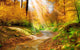 Sun Rays over the Forest Diamond Painting