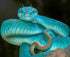 Sundas Lesser Island Pit Viper
