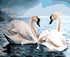 Swans Pair in Water Diamond Painting