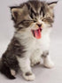 Sweet Kitten Yawning