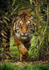 Tiger Running Out of Forest