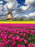Tulip Garden & Windmill Diamond Painting
