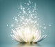 Lotus Diamond Painting