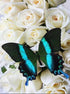 White Roses & Butterfly Diamond Painting