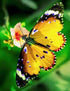 Yellow Butterfly