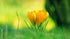 Yellow Tulips in the Garden
