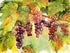 Hanging Grapes DIY Painting