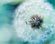 Dandelion Flower - Paint With Diamonds