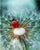 Dandelion Flower - Paint With Diamonds