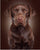 Dog Collection DIY Diamond Paintings