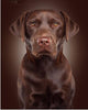 Dog Collection DIY Diamond Paintings