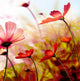 Variety of Flowers Collection DIY Painting