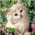 Cats are Love DIY Diamond Paintings