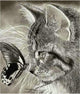 Cats are Love DIY Diamond Paintings