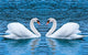 Swans Diamond Painting Kit