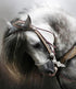 Adorable Horse - Diamond Painting Kit