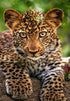 Adorable Leopard Cub Diamond Painting