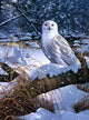Amazing Snow Owl Paint by Diamonds